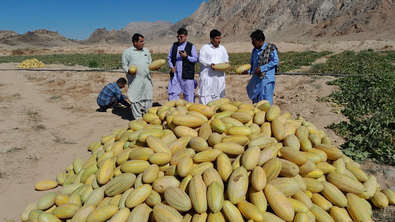 کشت محصولات جالیزی بااجرای سیستم آبیاری نواری و زیرپلاستیکی در خاش کشت محصولات جالیزی بااجرای سیستم آبیاری نواری و زیرپلاستیکی در خاش