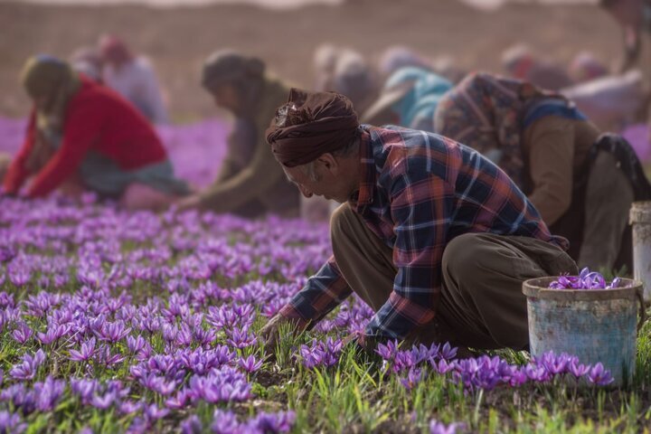 فعالیت ۳۰۰ هزار نفر روز در مراحل مختلف تولید زعفران