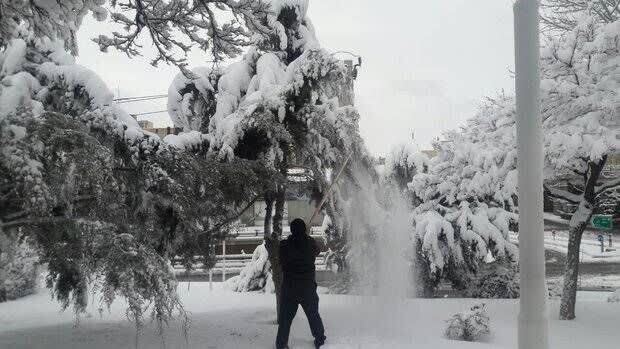 جلوگیری از شکستگی شاخه‌های درختان