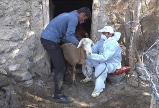 ایمن سازی بالغ بر ۲۴ میلیون نوبت سر دام سبک و سنگین علیه بیماریها ایمن سازی بالغ بر ۲۴ میلیون نوبت سر دام سبک و سنگین علیه بیماریها