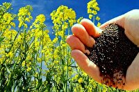 خرید بیش از ۵ هزار تن دانه های روغنی از کشاورزان در کرمانشاه
