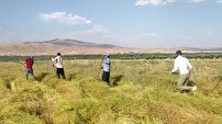 کشت گشنیز در اراضی نهاوند