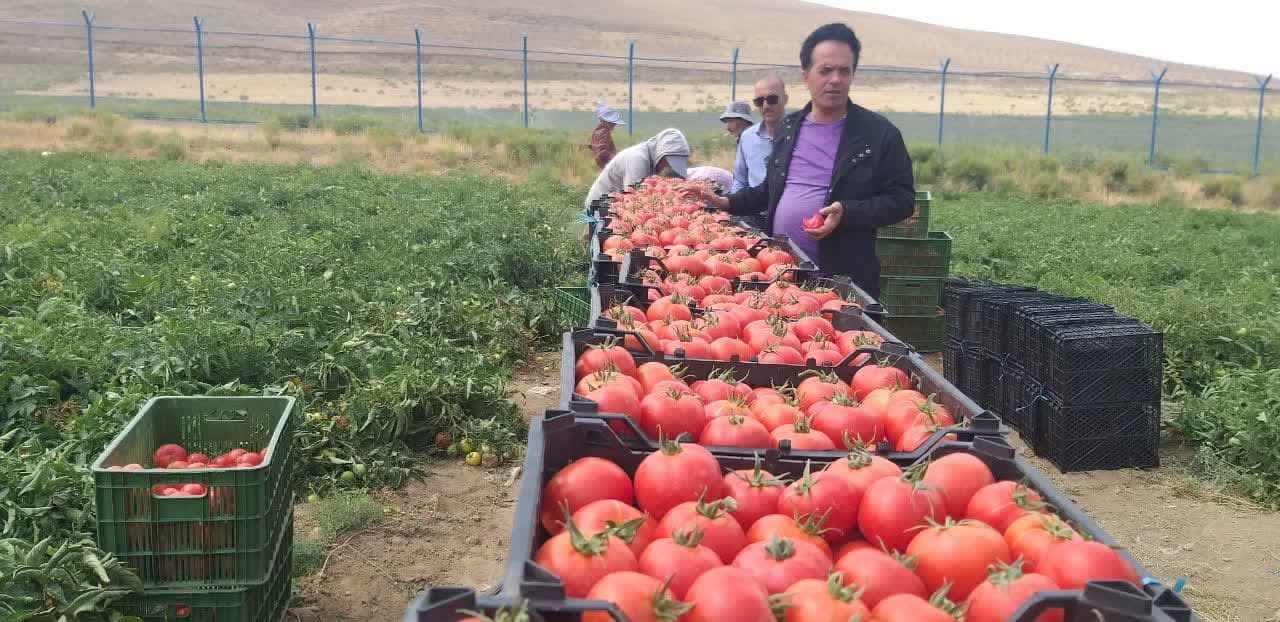 آغاز برداشت گوجه فرنگی از سطح ۳ هزار و ۳۰۰ هکتار از مزارع آذر بایجان غربی آغاز برداشت گوجه فرنگی از سطح ۳ هزار و ۳۰۰ هکتار از مزارع آذر بایجان غربی