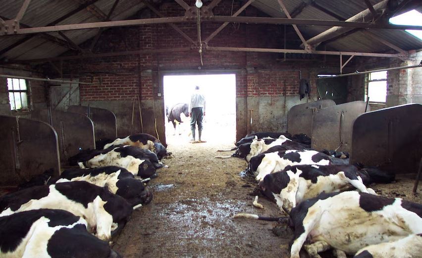 پرداخت۸۰ درصد حق بیمه تب برفکی دامها پرداخت۸۰ درصد حق بیمه تب برفکی دامها