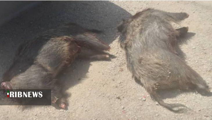 شکارچیان ۲ رأس گراز وحشی در دام محیطبانان پلدختر شکارچیان ۲ رأس گراز وحشی در دام محیطبانان پلدختر