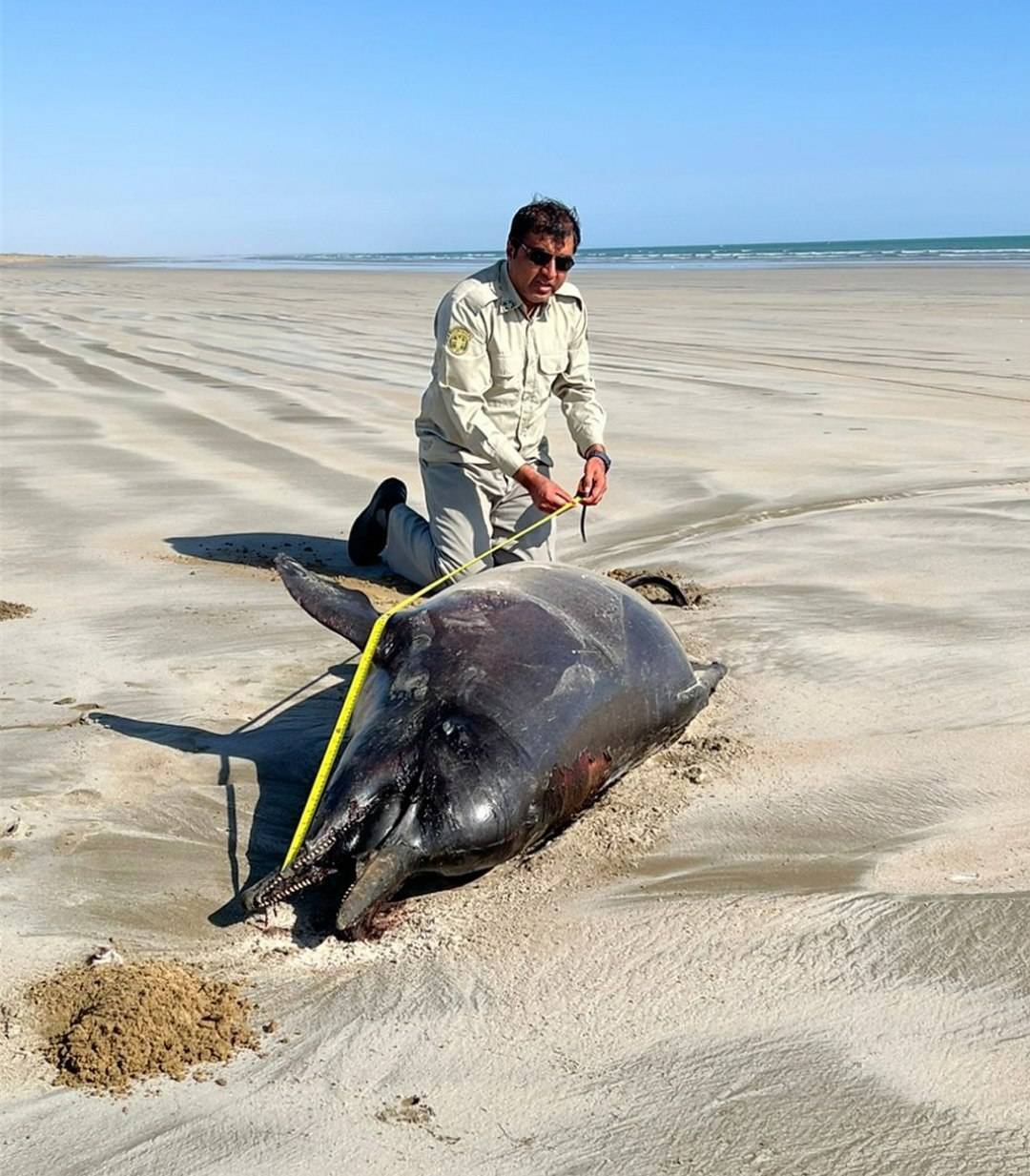 کشف دو لاشه دلفین در ساحل تالاب بین‌المللی خلیج گواتر و خور باهو