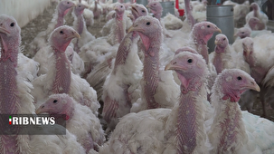 زنجان قطب تولید گوشت بوقلمون