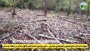 قطع درختان صنوبر در چمستان قانونی بود