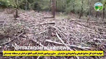 قطع درختان صنوبر در چمستان قانونی بود