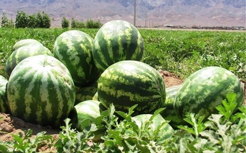 برداشت هندوانه شب یلدا در جاسک