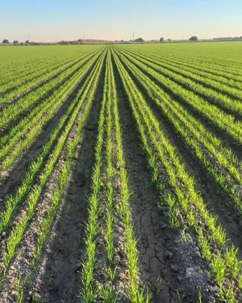 ۱۴ هزارو ۵۰۰ هکتار اراضی خرمشهر زیر کشت گندم