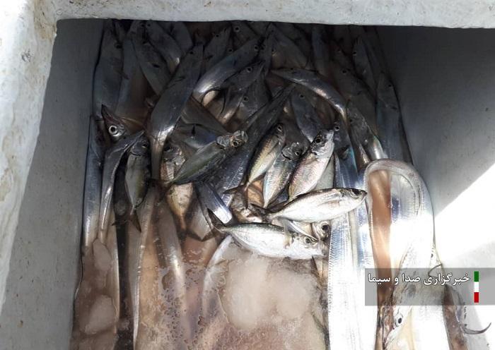توقیف لنج صیادی غیرمجاز در آبهای کیش و کشف ۵۰۰ کیلوگرم آبزیان توقیف لنج صیادی غیرمجاز در آبهای کیش و کشف ۵۰۰ کیلوگرم آبزیان