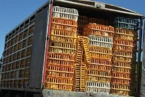 کشف ۲ هزار قطعه مرغ زنده فاقد مجوزدر زیرکوه کشف ۲ هزار قطعه مرغ زنده فاقد مجوزدر زیرکوه