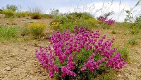 برداشت بی‌رویه، تهدیدی جدی برای بقای گیاهان دارویی آذربایجان غربی
