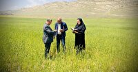 ۹۵ مزرعه الگویی در آذربایجان‌ غربی فعال می‌شوند
