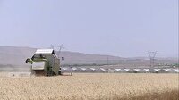 پیش‌بینی خرید ۳۰۰ هزار تن محصول از کشاورزان