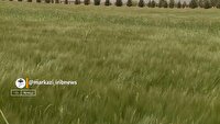 اصلاح بذر جو در زرندیه با ثبت عملکرد پنج برابری میانگین کشوری