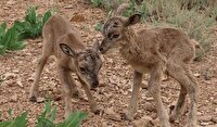 دلسوزی‌های بی‌جا که جان حیوانات را می‌گیرد
