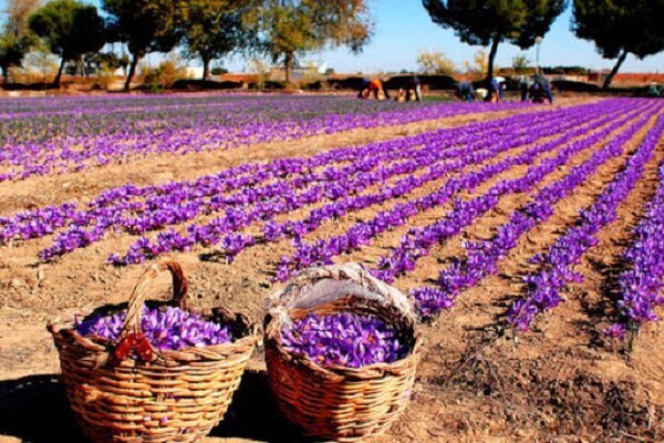 توسعه کشت زعفران با مشارکت زعفران‌کاران استان شتاب می‌گیرد