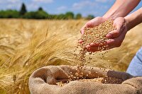 خرید بیش از یک میلیون و ۳۴۷ هزار تن گندم از کشاورزان خوزستان