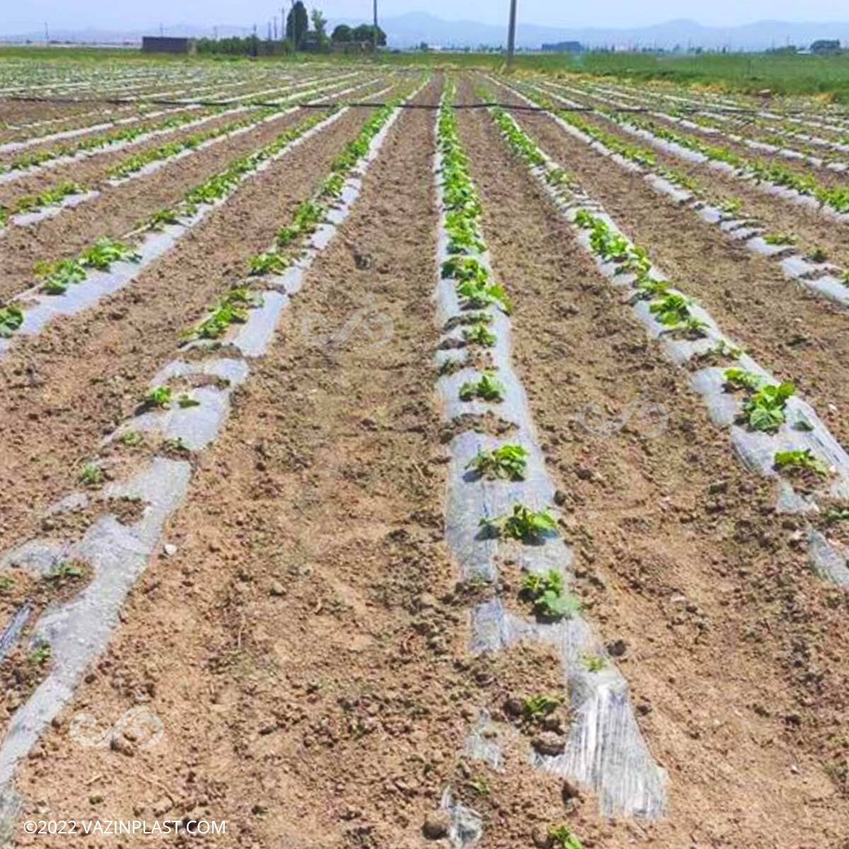 کشت ۳۵۲ هکتار محصولات بهاره در کهگیلویه