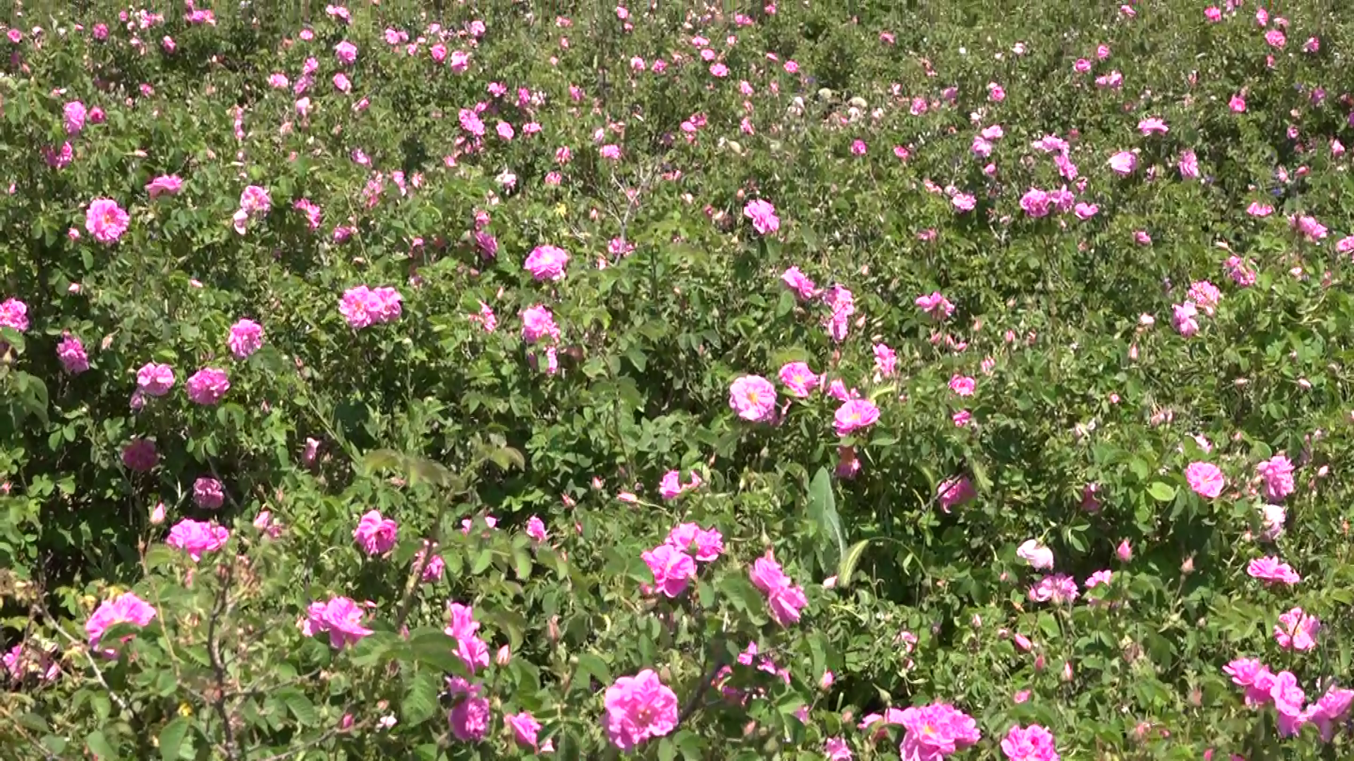 برداشت گل محمدی در کبودراهنگ برداشت گل محمدی در کبودراهنگ