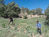 کشف یک مزرعه خشخاش در دنا