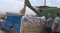 زکات خوشه های طلایی در سفره نیازمندان