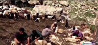 با آغاز گرما؛ گوسفندان؛ لباس زمستانی اشان را بایگانی کردند