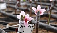 سرشاخه‌کاری باغات قدیمی نظرآباد