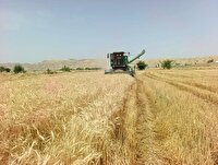 آغاز برداشت محصول از مزارع گندم شهرستان چرام