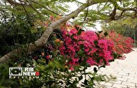 اجرای طرح توسعه شبکه آبیاری فضای سبز فاز ۷ صدف در کیش