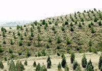 اجرای ۹ طرح نوین برای حفاظت از جنگل‌های دست کاشت خوزستان
