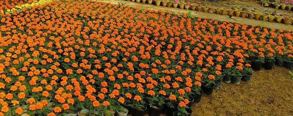 کاشت بیش از ۷ هزار اصله درخت در پارک‌ها و بوستان‌ها  شهرکرد