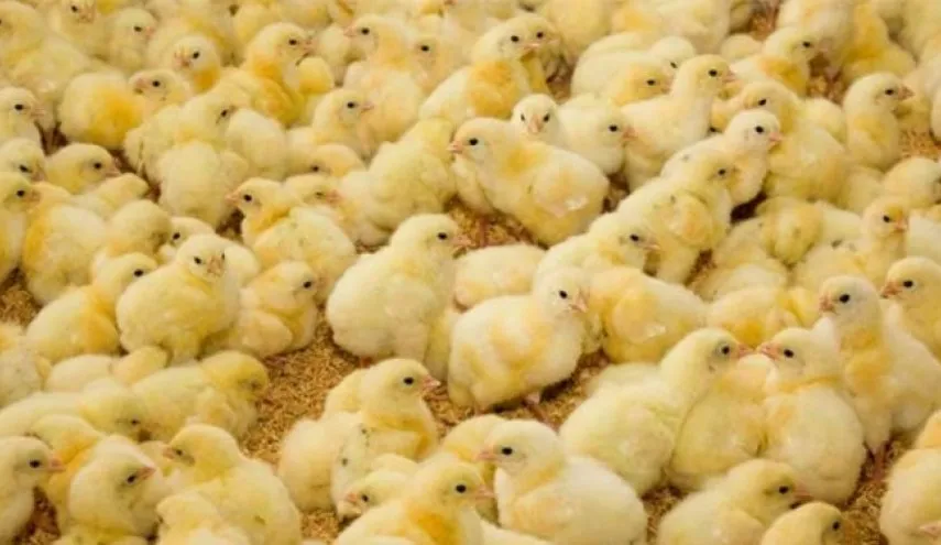 توقیف ۴۰ هزار قطعه جوجه قاچاق در تایباد