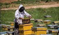 ثبت بیش از ۶۲۰ هزار کندوی عسل در سامانه پهنه‌بندی مازندران